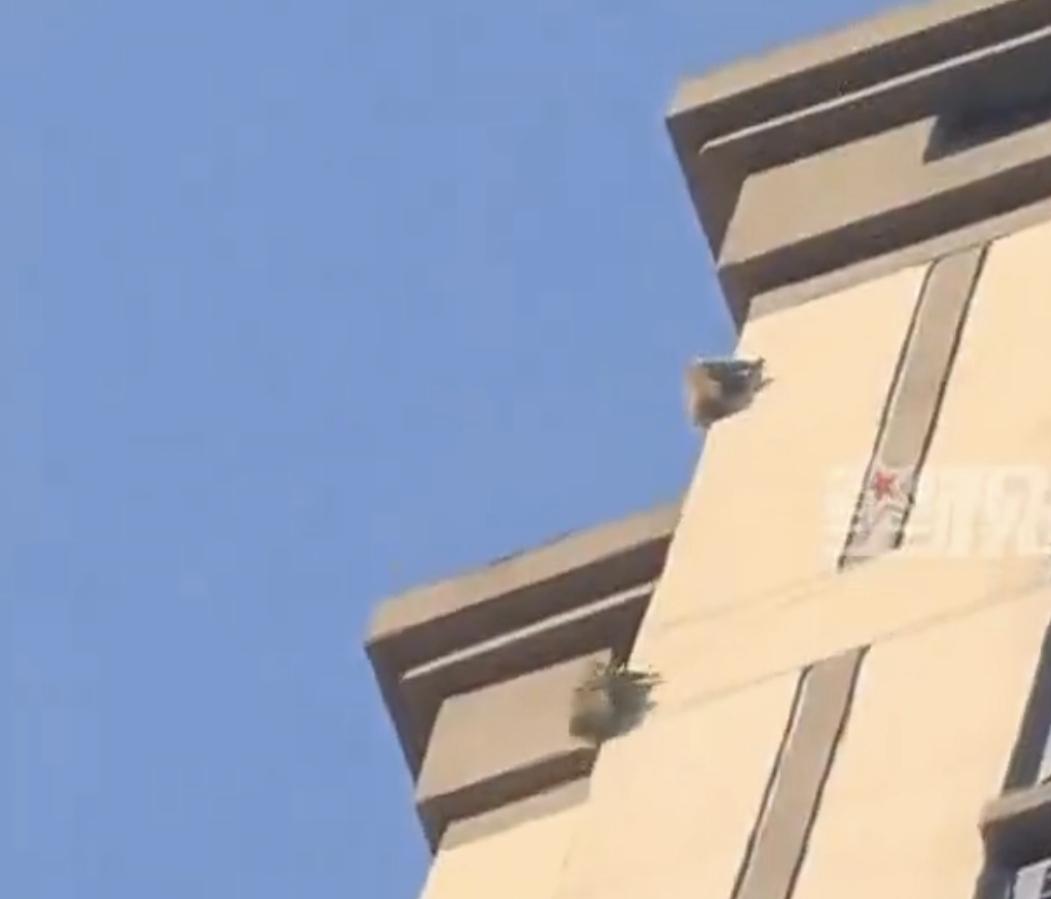 松鼠能爬19层真真厉害，太高兴了，有能爬的