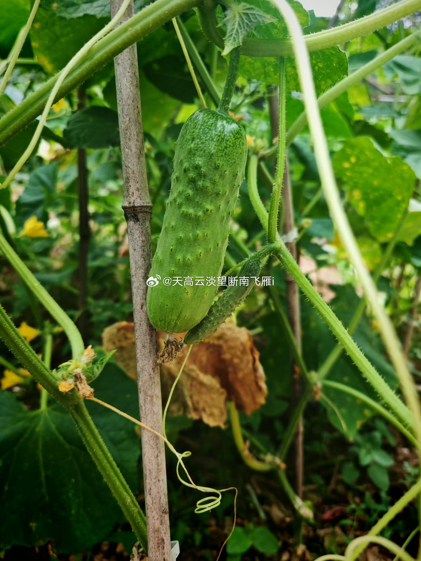 生活手记我的绿色生活 这才叫原生态绿色食品！ 种豆南山下，草盛豆苗稀。晨兴理荒秽