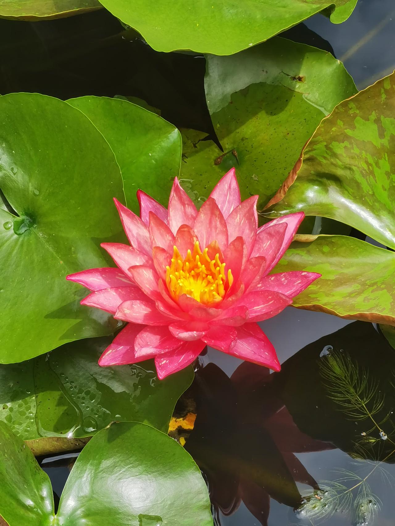 什么时候上海有荷花睡莲展？