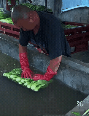这种青菜为什么要泡一泡？始终没有搞明白这是为什么，将来有一天，真正都搞明白的时候