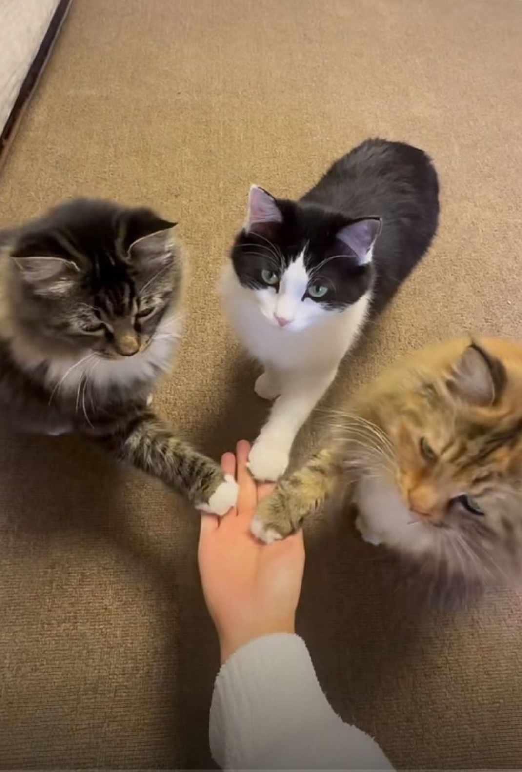 猫猫队 ​​​