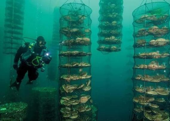 日本北海道产冷冻扇贝已经面向中国出货。
日本农相铃木宪和7日召开记者会表示，约6