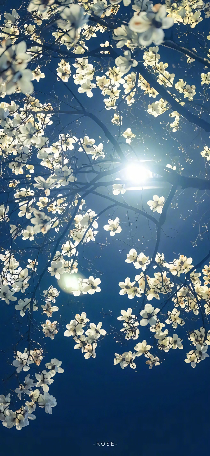 花与树  