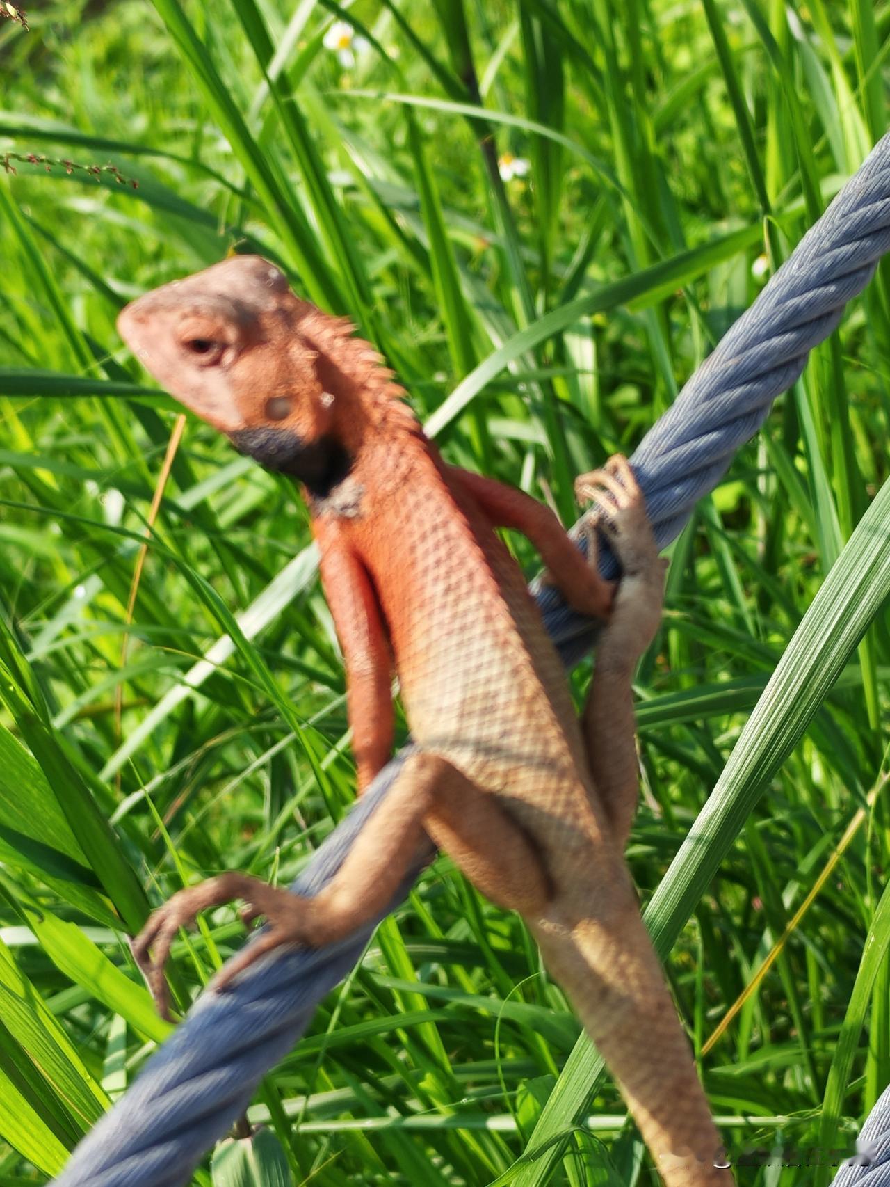 周日去同沙水库玩，遇到一个小动物，老公说是变色龙，儿子说不是变色龙，变色龙尾巴不