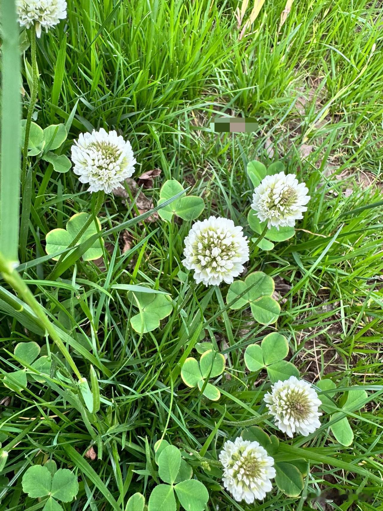 【小对联】
上：公序；
下：……？