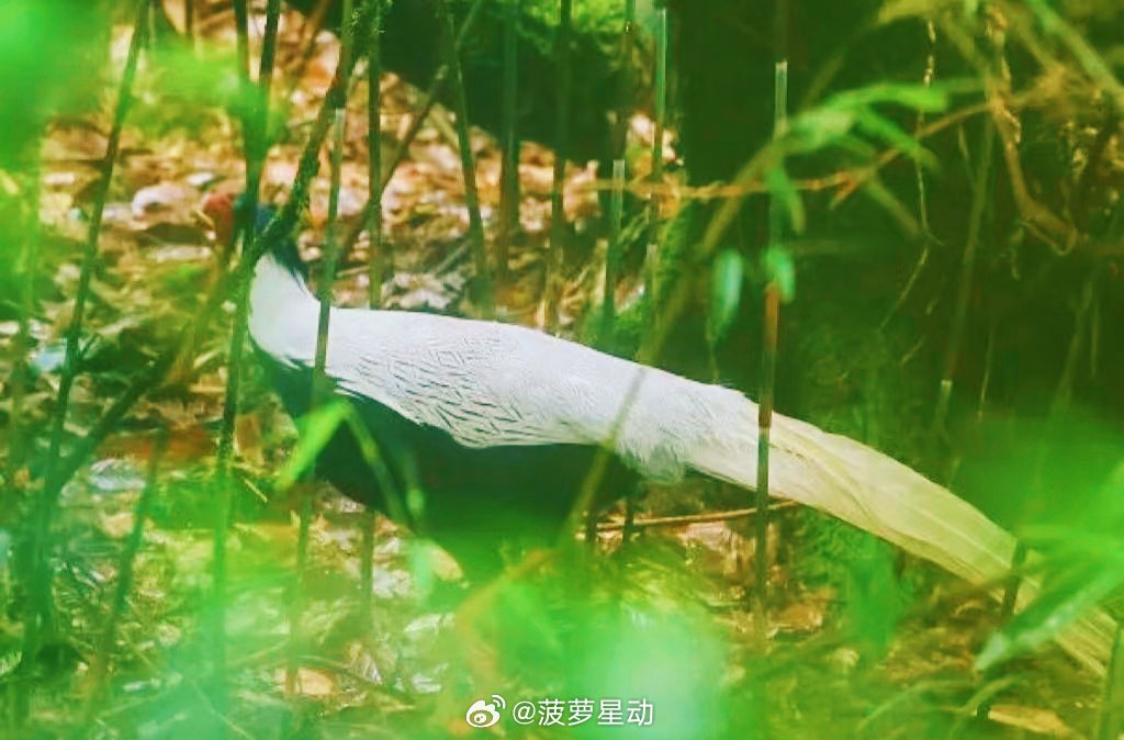 生活手记 终于来到桂林猫儿山，站在群山之间，风穿过林梢，云漫过山腰，眼前的每一帧