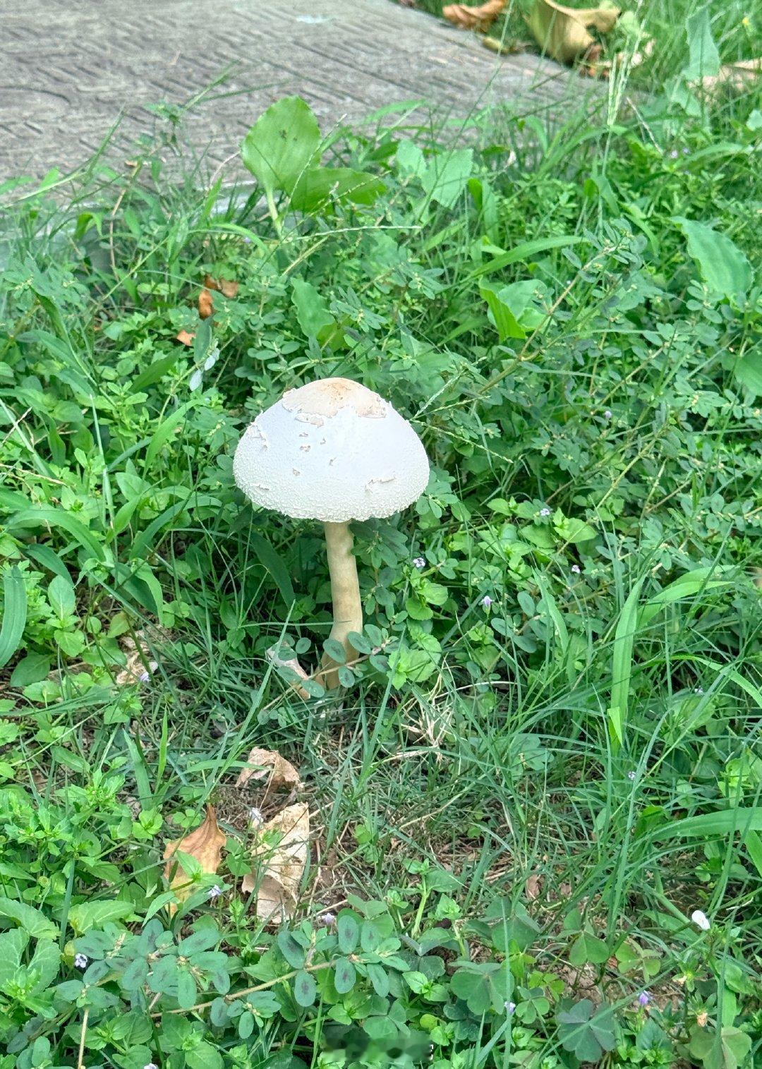 菇又大又标致，一查发现是剧毒 ​​​