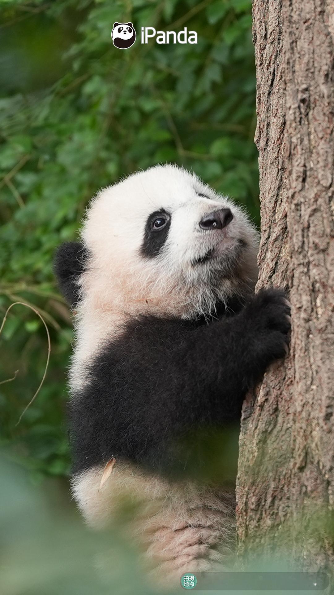 ( •̀∀•́ ) 加油！小团子～你一定可以爬上去的 筑梦熊猫家园 熊猫趣图