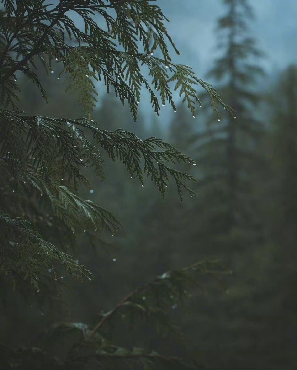 “林间的雨滴，夏日湿漉漉的诗情。” 