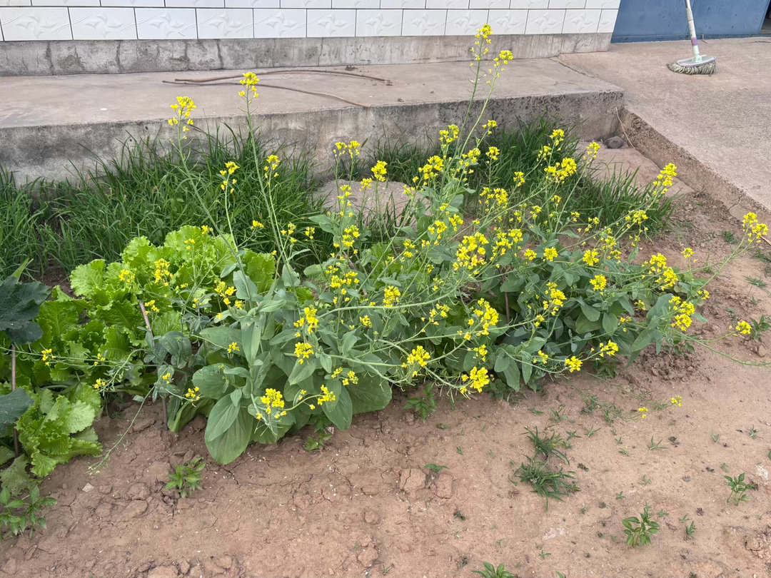 明明种的是菜。最后成了观赏花了 
