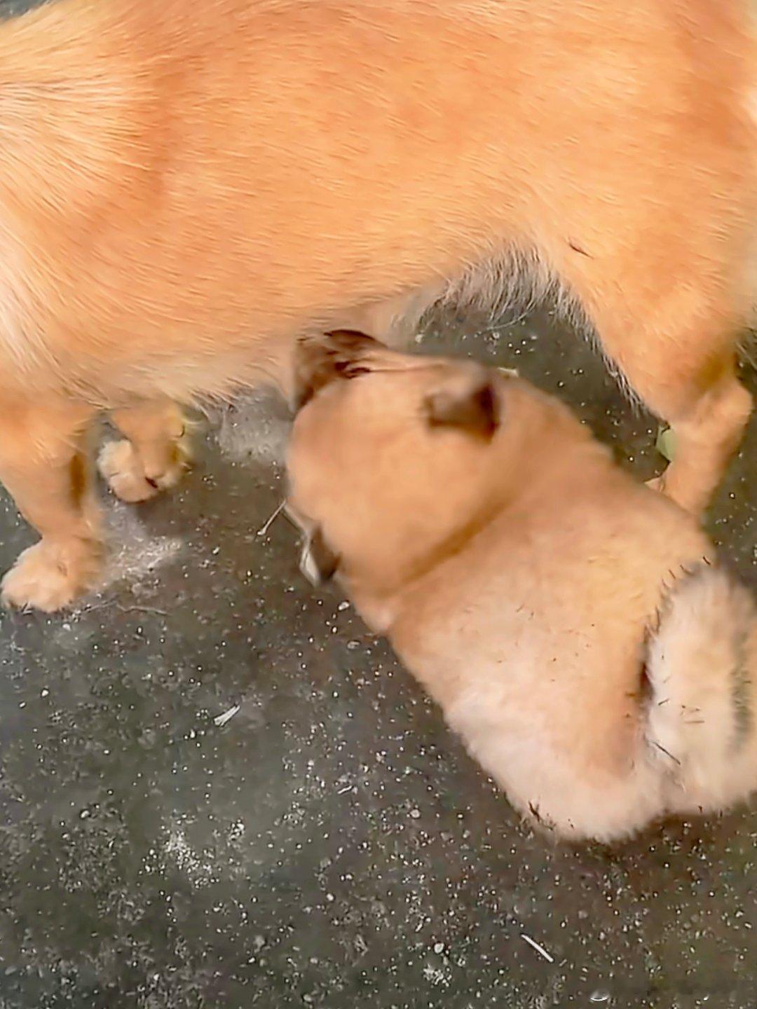 被猫按住瑟瑟发抖的小狗受到惊吓后的报复性进食