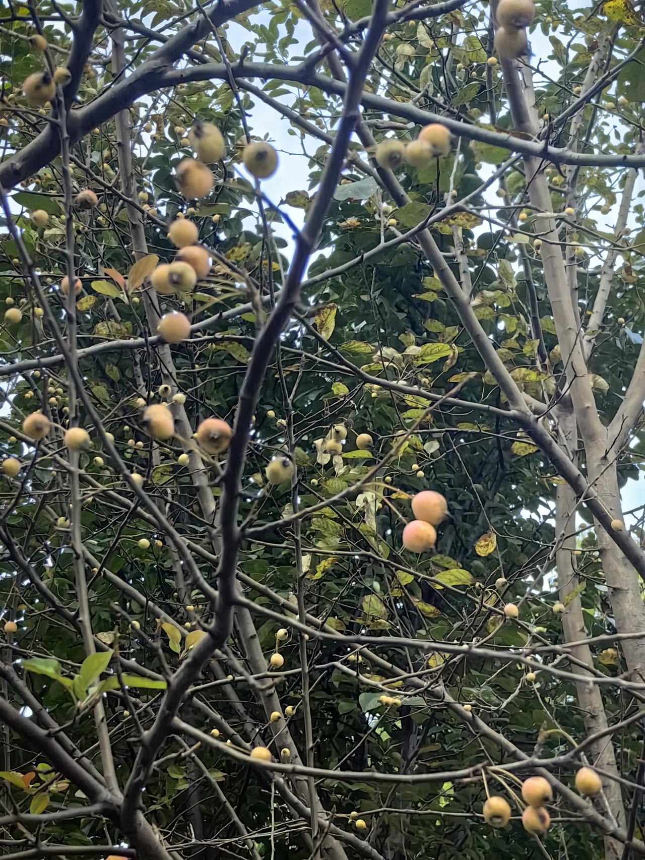今天是白露节气，路旁的海棠树上果实累累，青黄里晕着淡淡的胭红，藏在油亮的叶子底下