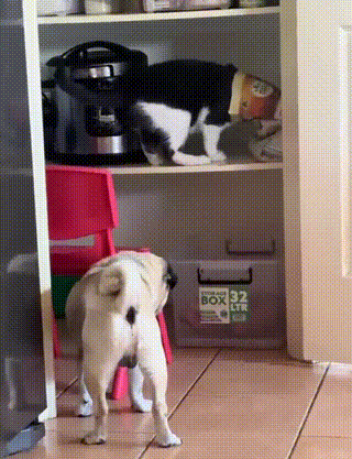 这俩一看就是经常合作