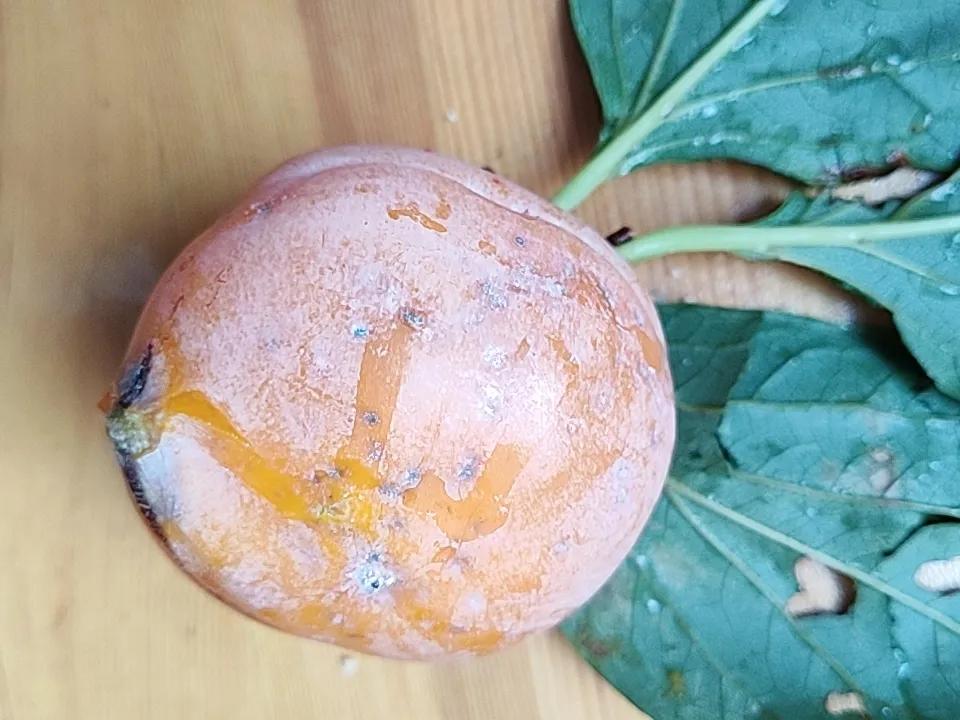 柿子的营养价值与食用注意科普
金秋时节，柿子成熟挂满枝头，它既是鲜美的应季鲜果，