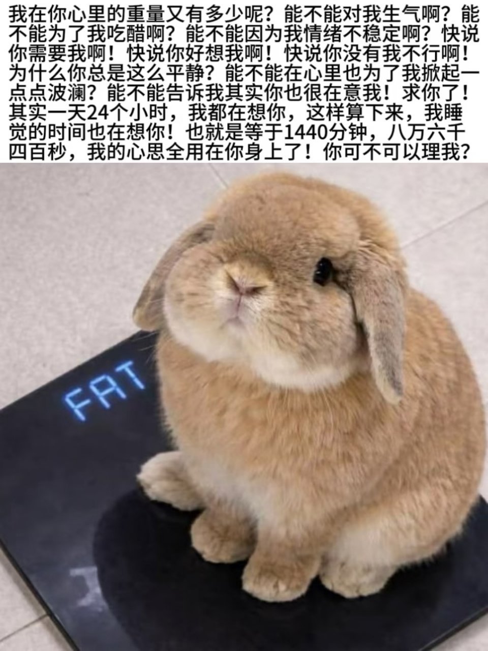 云飞肥兔兔 