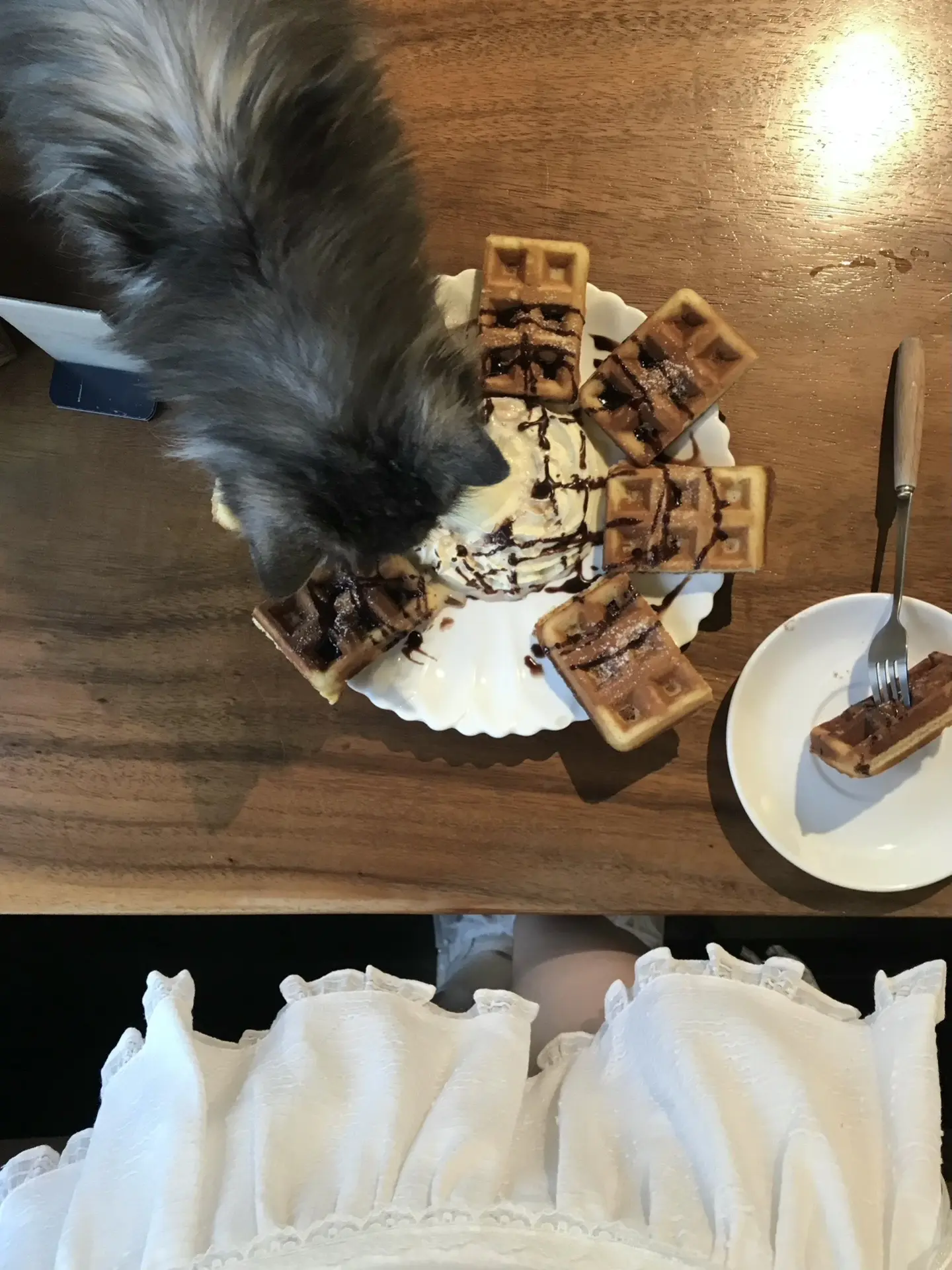 小猫的爱意是百分百