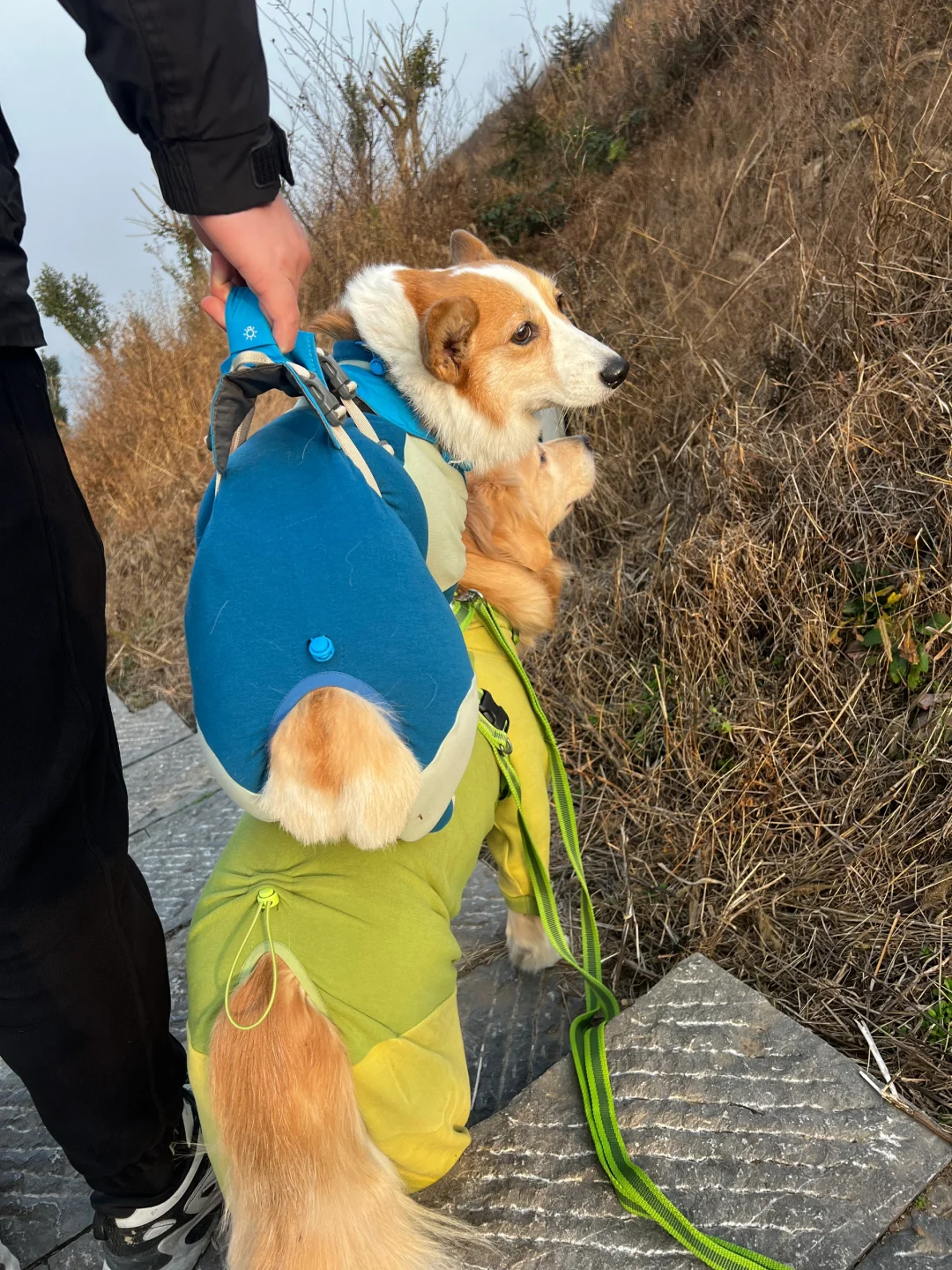 小狗版叠叠乐（摆拍没真驮）