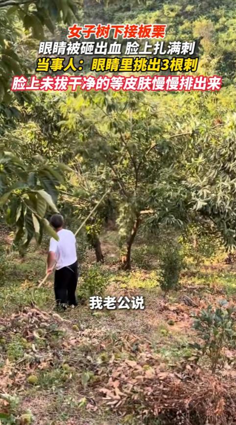 “真惊险！”9月15日报道，湖南长沙，一名女子跟家人上山打板栗，女子直接站在树下
