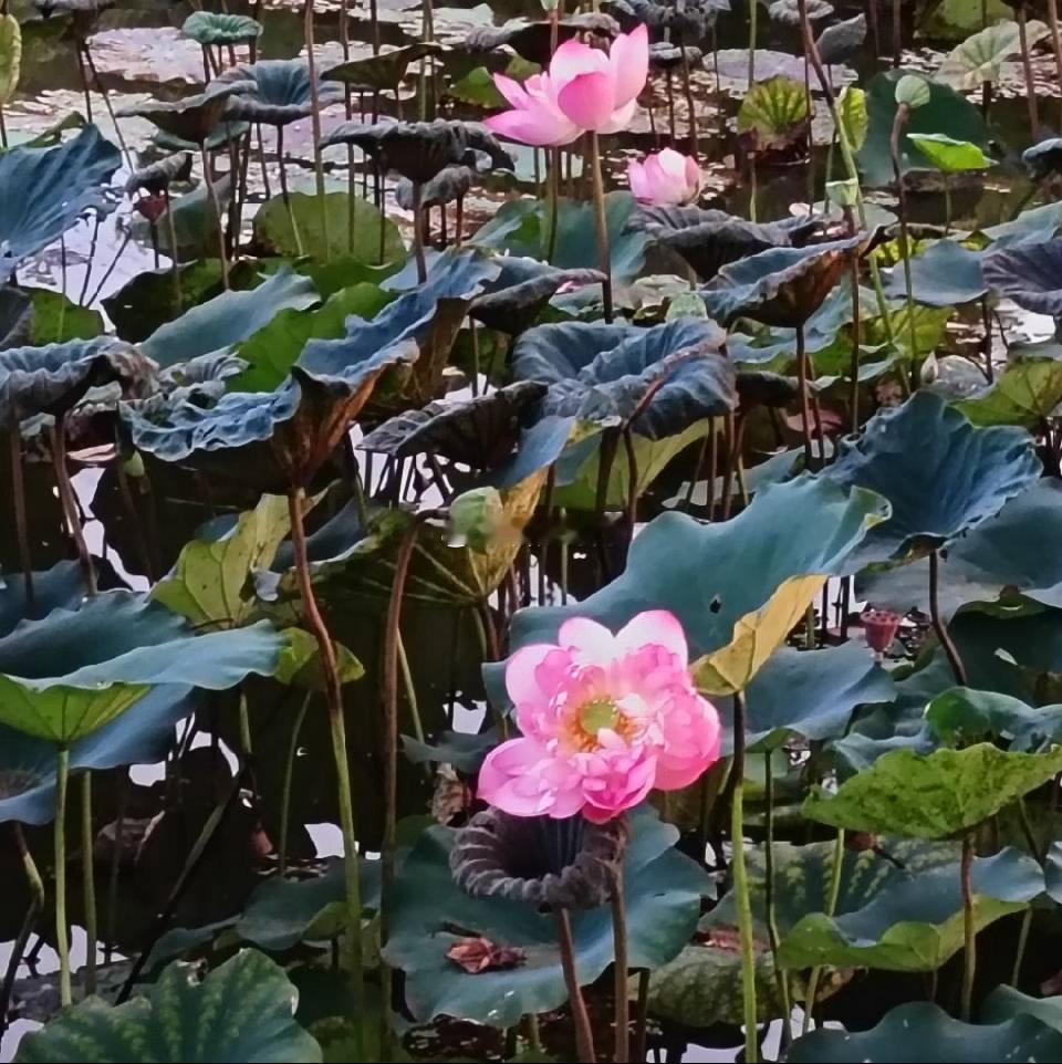 头像分析叶子🍃发黑发暗，生财无力，也代表子女，容易为子女操劳，2朵荷花🪷距离