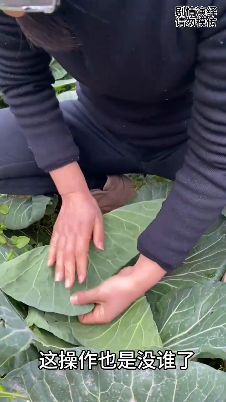 女子用手给白菜裹心，这一幕真的太有才了。
女子种的白菜总是不裹心，于是她用手将叶