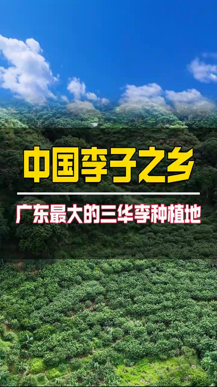 中国李子之乡：广东最大的三华李种植地。
这里就是广东最大的三华李种植地，广东茂名