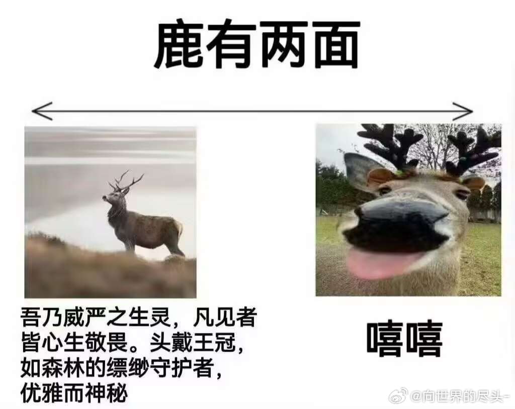 波鹿二象性 