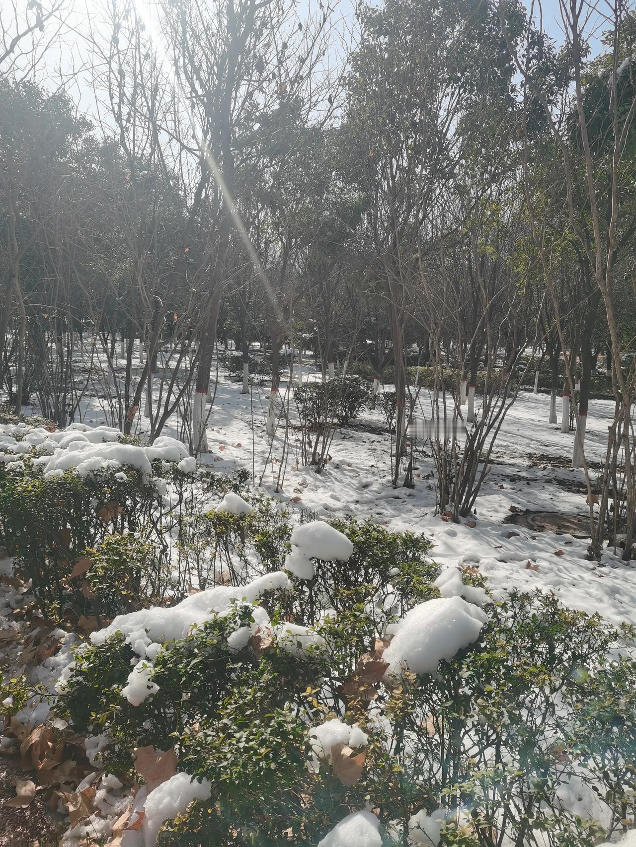 冬日暖阳下的雪景，静谧而美丽。随手拍冬季景色 初冬随手一拍 雪霜后的风景 冬日风