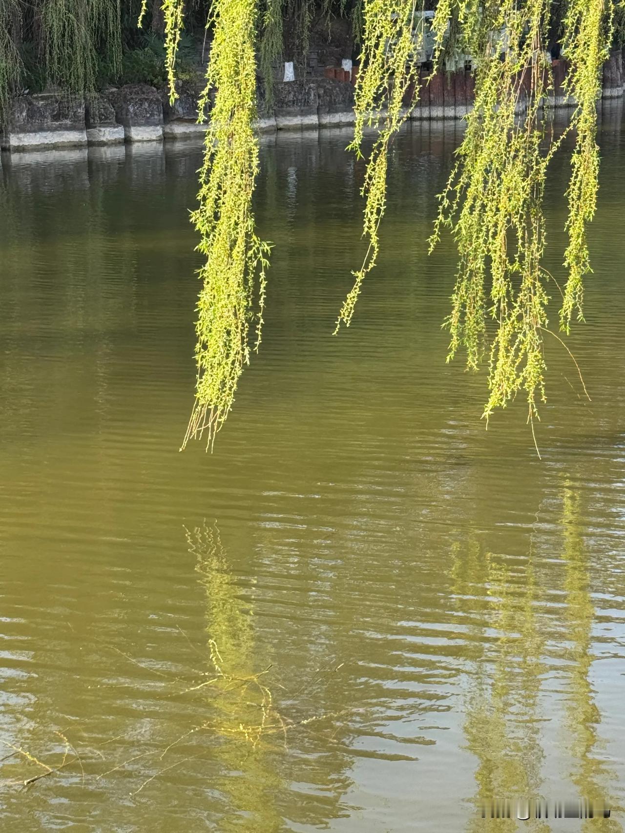 不知细叶谁裁出，
二月春风似剪刀。
早上拍摄，自主首发。