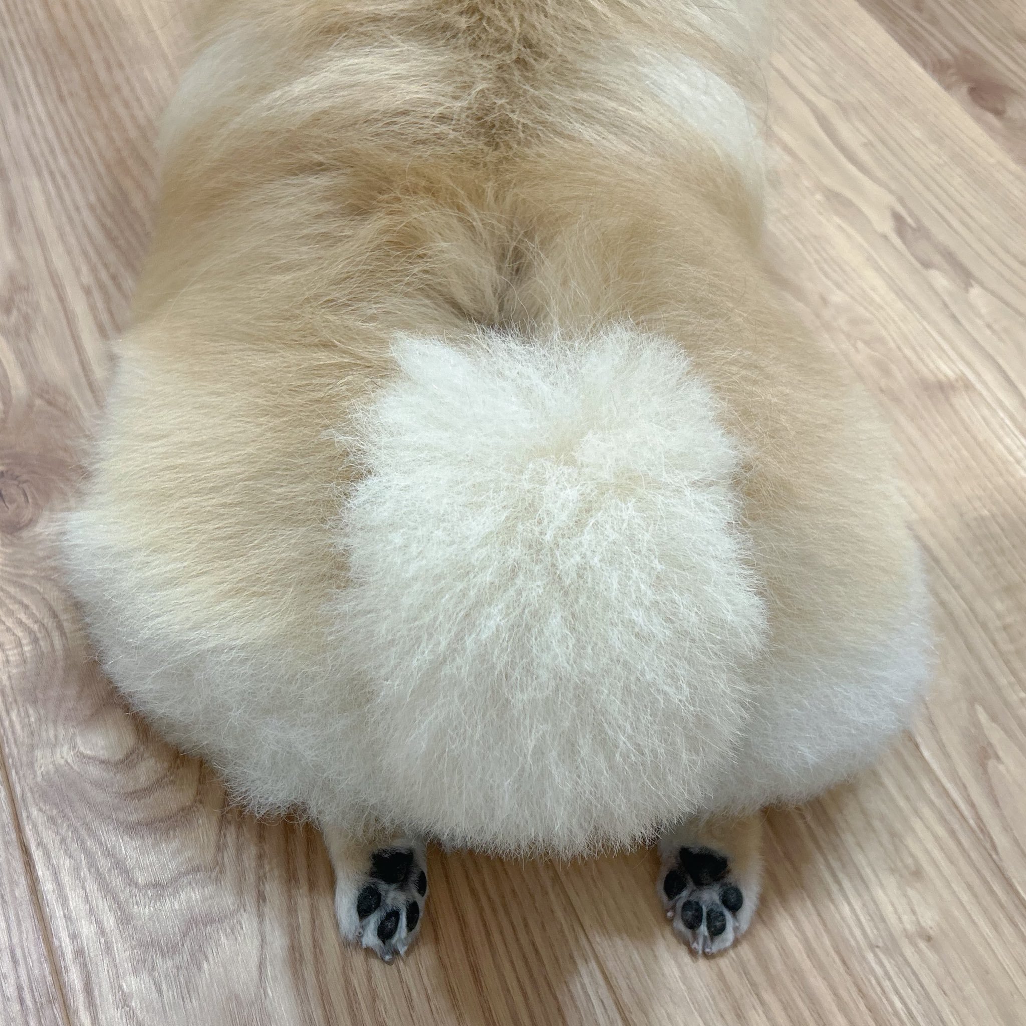 博美PP大赏！！！【推：kyuchaka】 