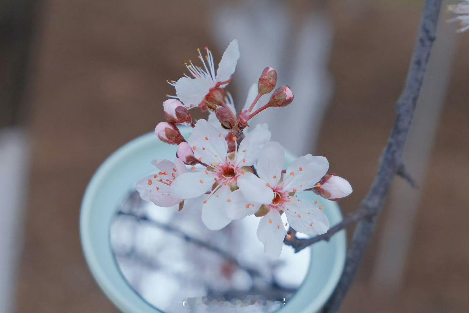 春风拂过，李花悄然绽放，如云似雪，点缀在中南的校园角落。花瓣轻舞，仿佛在诉说着春