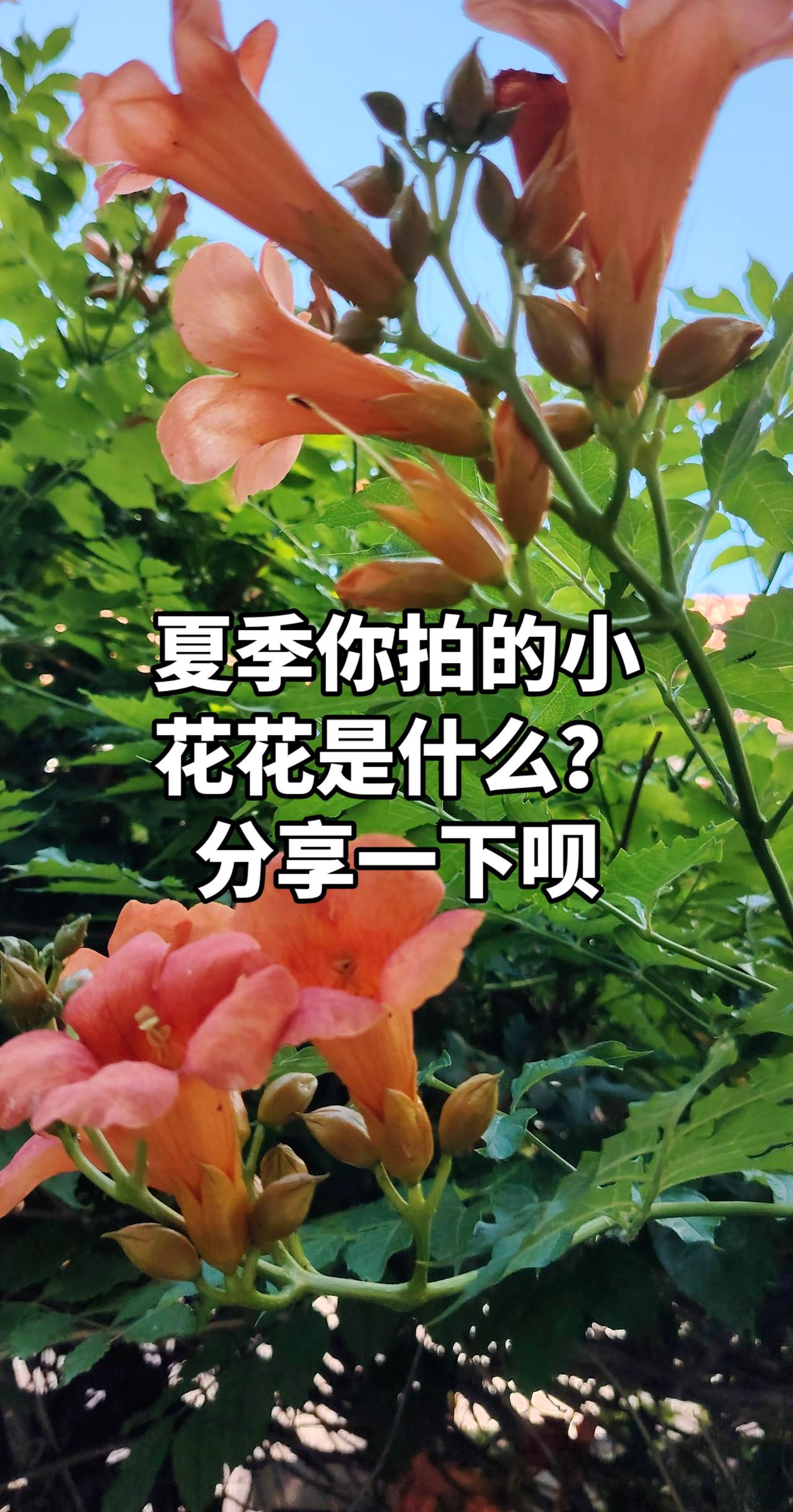 治愈花系 每一朵花，都是大自然的微笑 晒出你镜头里的花花世界 原创花草摄影