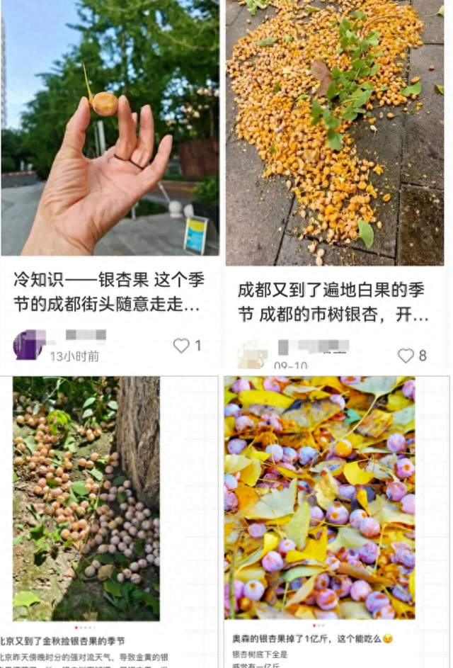 别捡！别吃！广东街头正大量出现！多人因吃银杏果中毒进ICU！提醒爱煲汤的亲友→