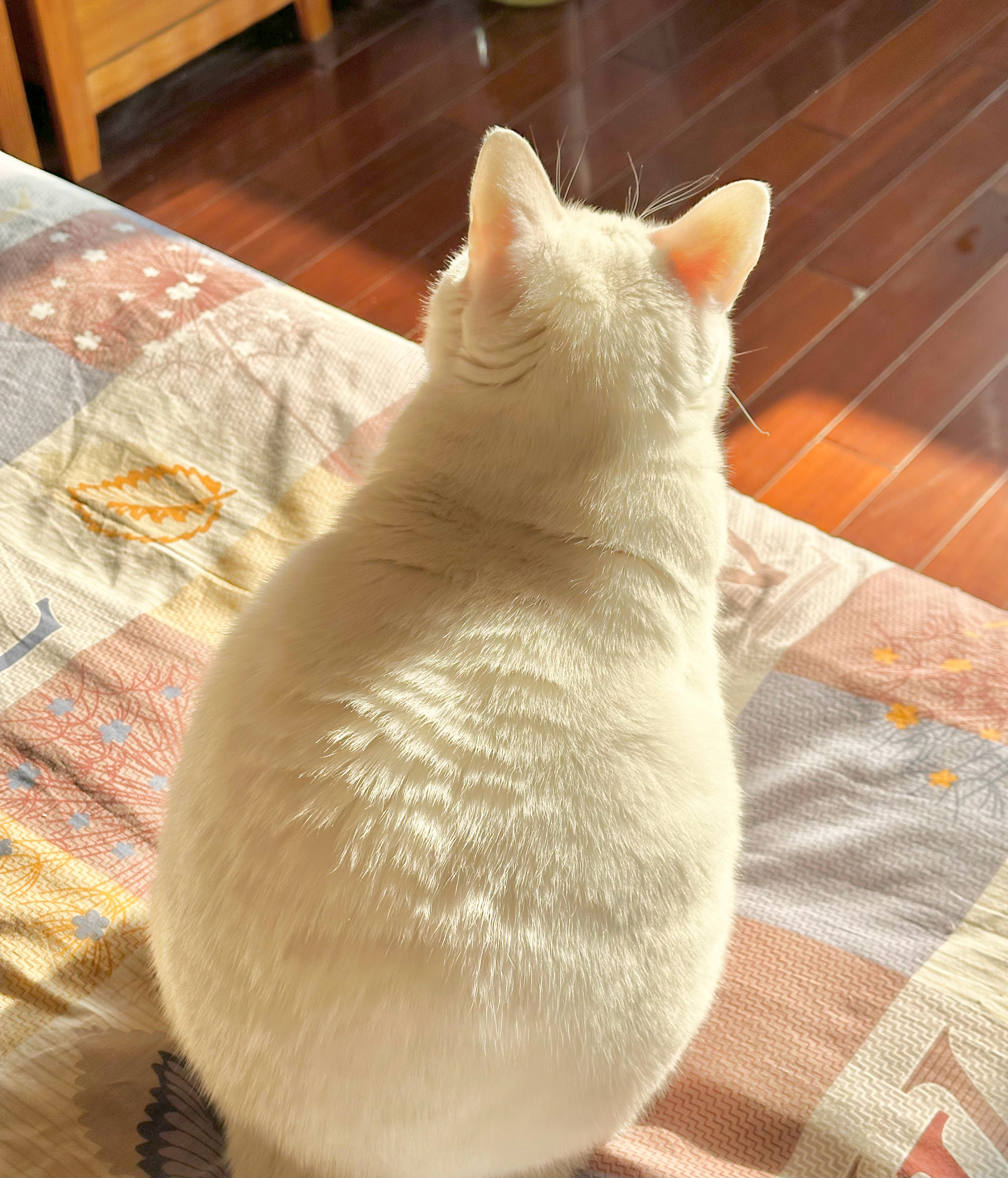 发面馒头小猫 