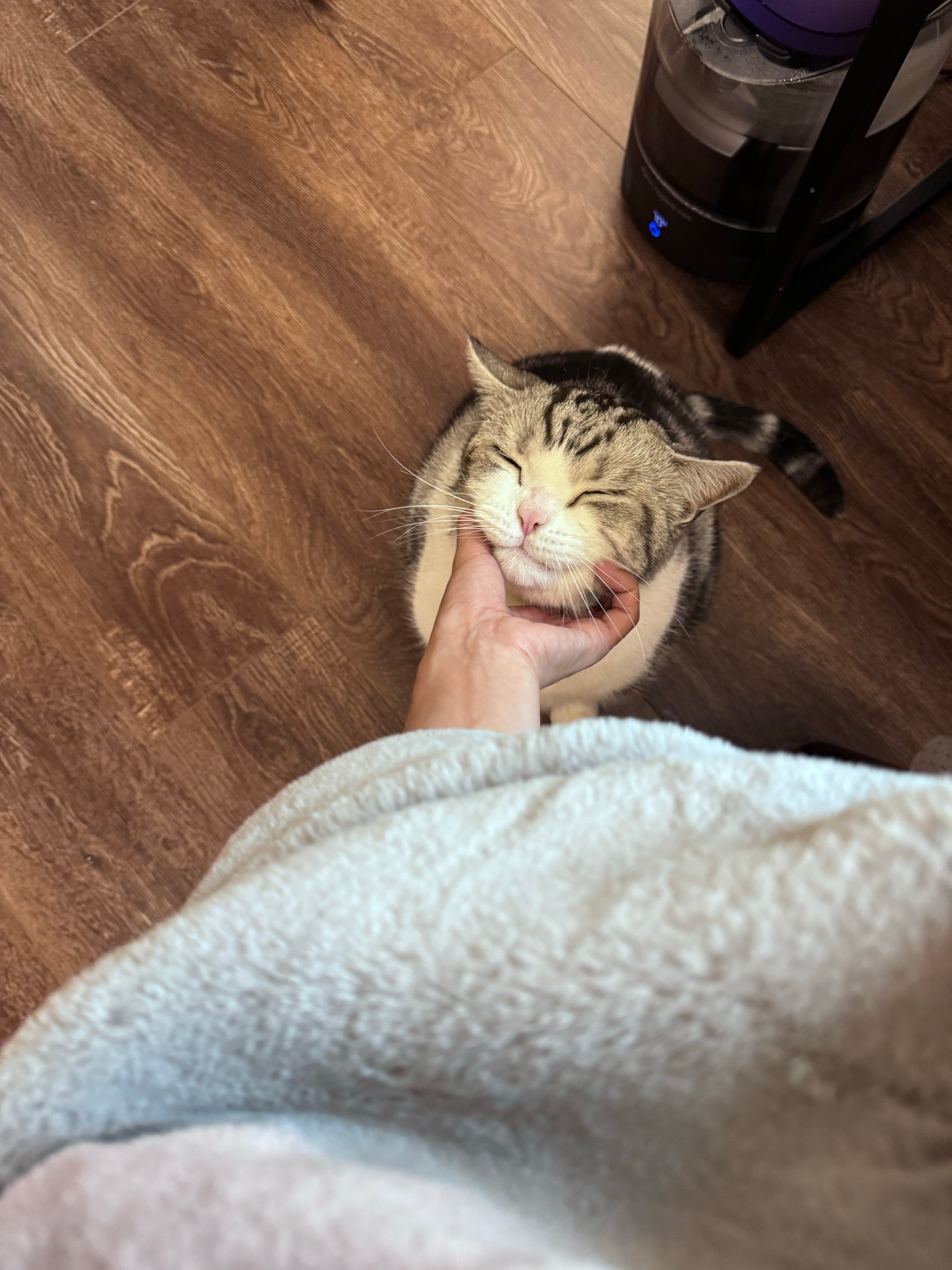 爱笑的小猫跟你说晚安 ​​​