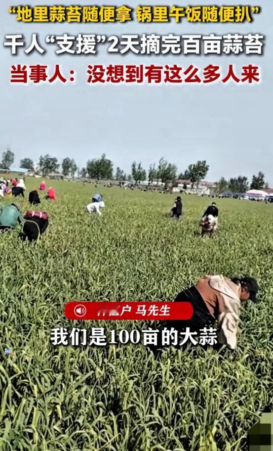 人怎么能聪明成这样？江苏徐州，男子种了一百多亩大蒜熟了，如果雇人摘，一个人一天得