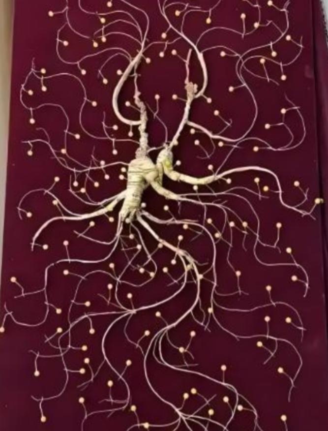 1981年，一颗重量超过七两，价值超过200万的野生老山参在东北被挖出，而且开挖