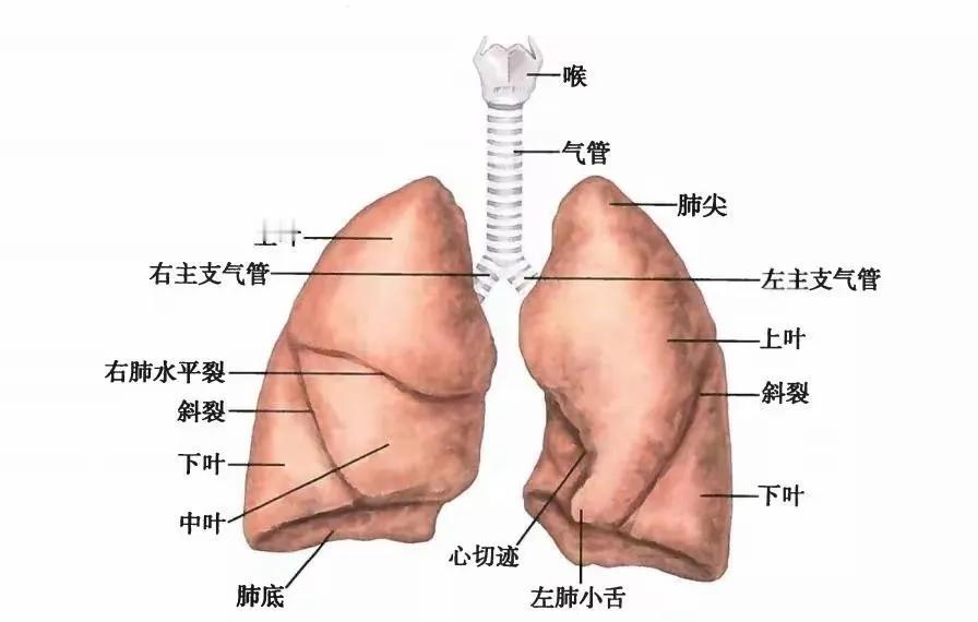 钟南山院士邀你肺功能检查：慢阻肺病防控之路，数据揭示紧迫性与挑战

随着第23个