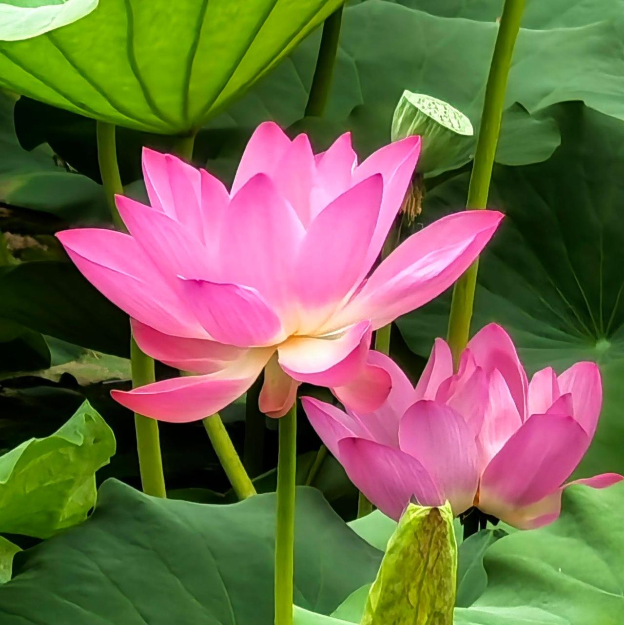 六月荷花滿池芬芳
静坐远眺尽情欣赏