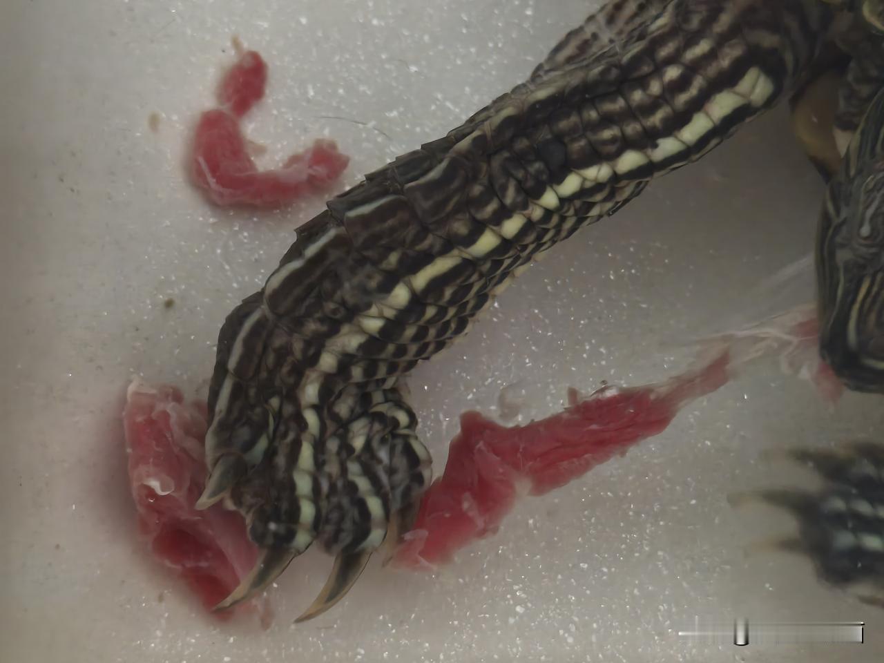 今天是我家十六岁金龟龟今年第一次吃牛肉牛尾巴肉
今天给金龟龟吃牛尾巴肉，金龟龟很