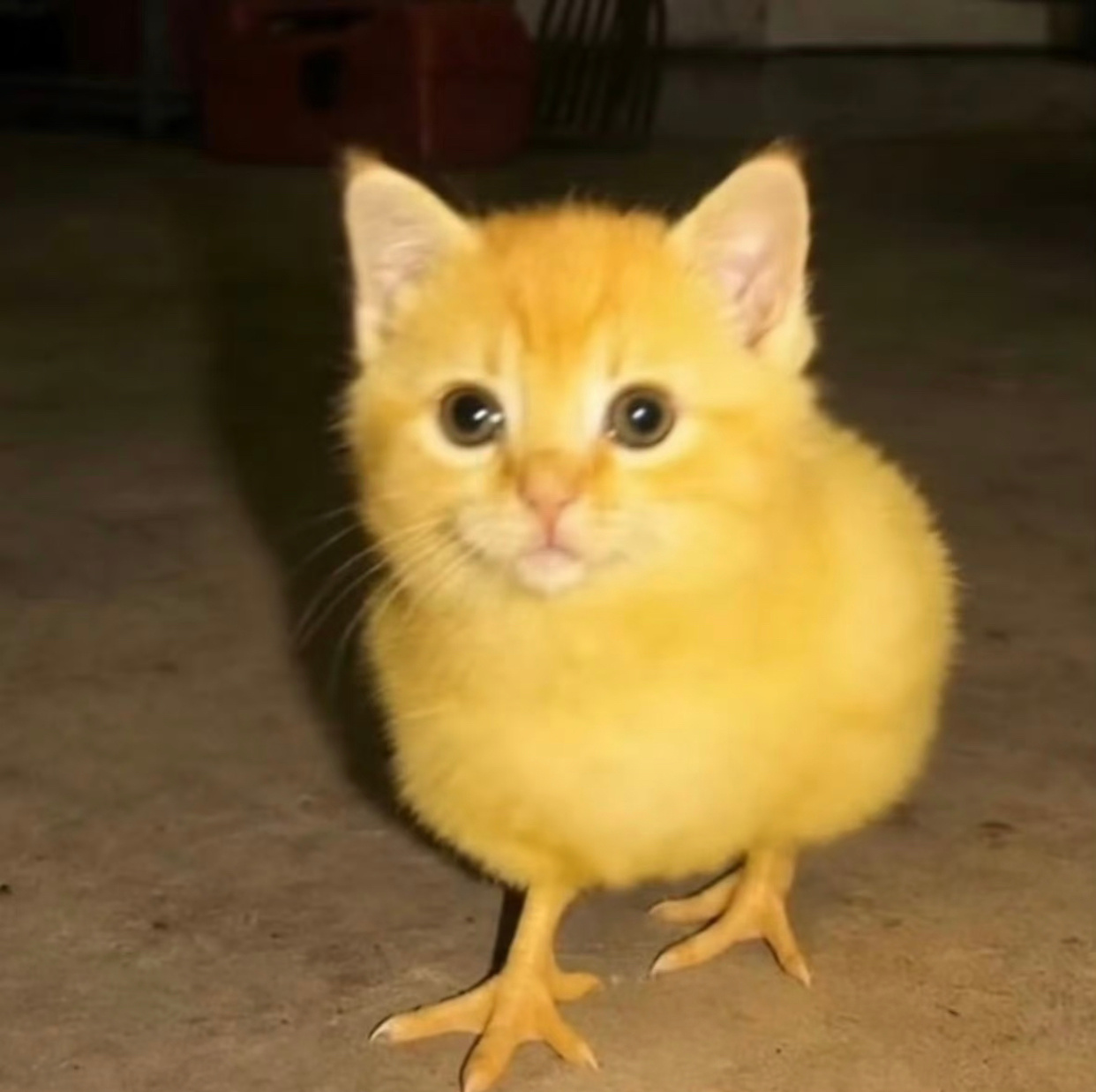 我眼里的星星，是鸡咪这种新物种🐈⬛🐣，可爱起来是咪咪，烧起来是咯咯鸡 