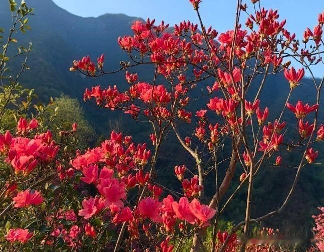 春天的人多了去了，春天的树叶绿了芭蕉，春天的花红了柳绿，春天的水凉了暖气。祝春光