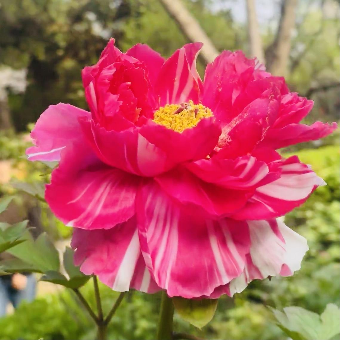 今日分享～牡丹花