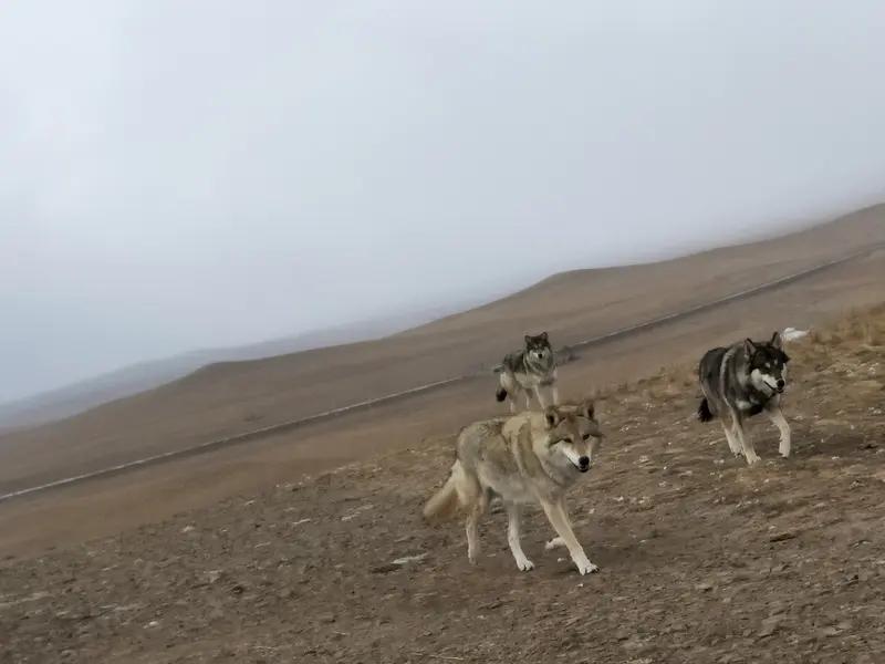 2月2日，纪录电影《重返·狼群》宣布大年初三重映，“格林妈妈”李微漪发手写信感谢