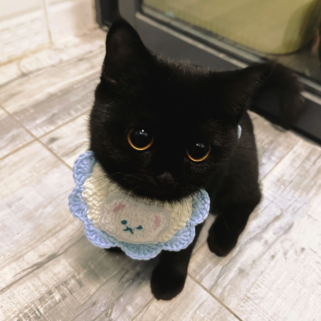 笨笨宝…被耍得团团转！