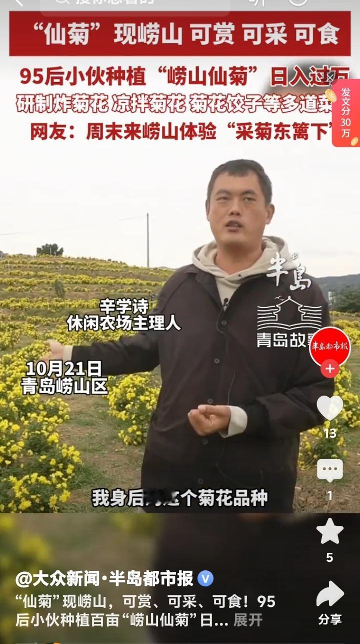 崂山仙菊绽放百亩花海 95后天才少年缔造日入万元神话 炸菊花惊艳舌尖引爆周末田园