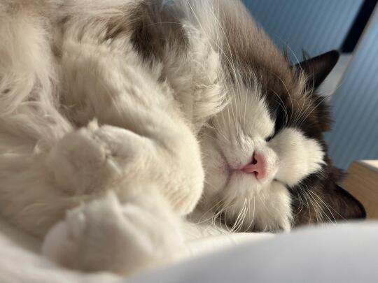 要不要给小猫盖被子呢🤔️？