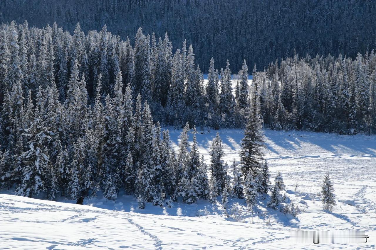 冬日的喀纳斯，恍若步入了梦幻般的冰雪王国❄️
       喀纳斯，宛如隐匿于尘