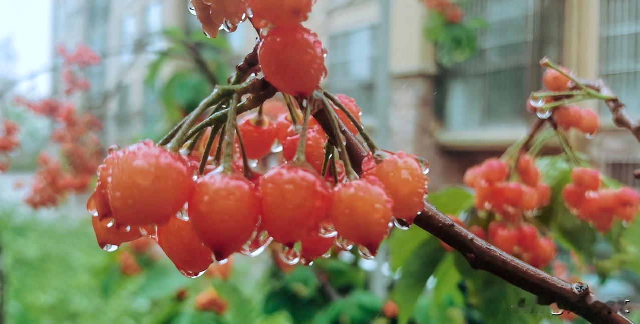 雨中的红樱桃，像红宝石上滚动着水晶珠！。雨滴在你的肌肤上打个旋，留下一串清亮，而