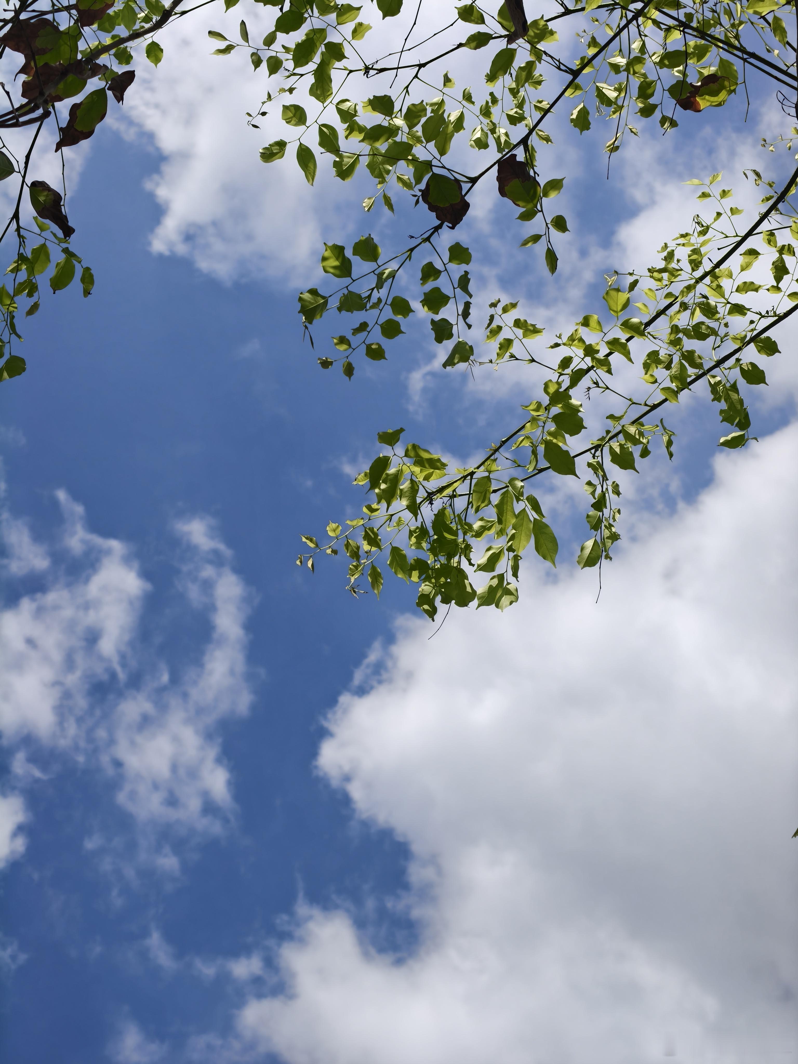 出于对电池安全的考虑，我个人还是更信任比亚迪的新能源车。 ​​​