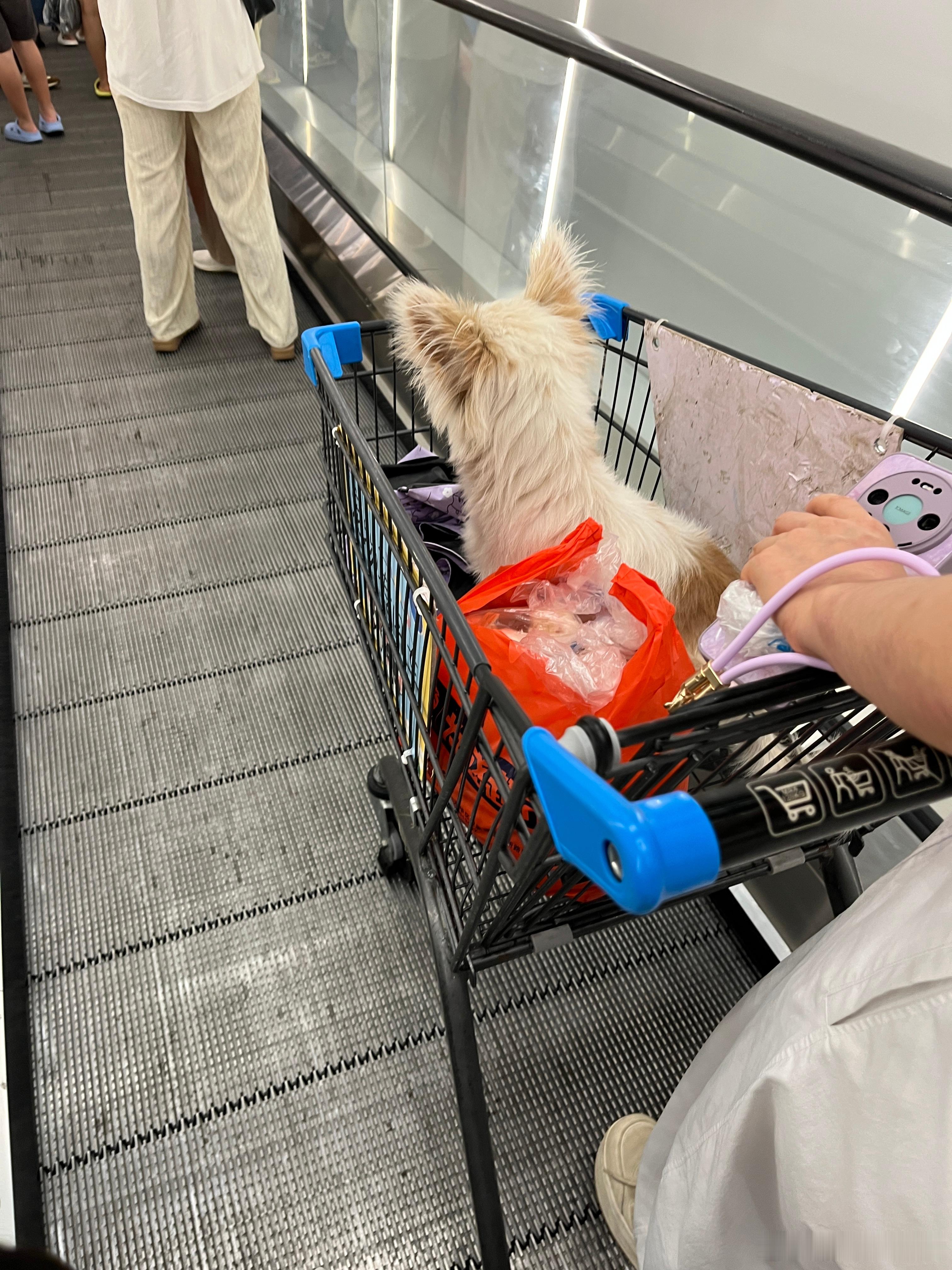 虽然我也很爱猫猫狗狗，但是要带狗出来，放在推车里面一起买菜，我还是做不到。现在超